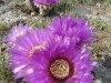 ulrich_peace_lace_cactus