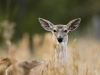 kaehler_stowers_deer_0