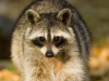 kaehler_stowers_raccoon