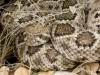 kaehler_stowers_rattlesnake