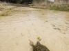 kaehler_stowers_turtle