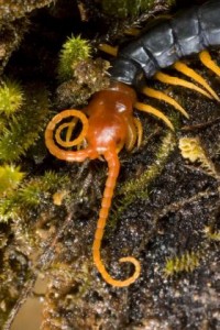 Francis06_centipedeMG_3985