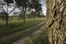 Fitz_Peter_spiny_lizard