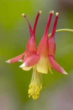 Franz_Knibbe_columbine.preview