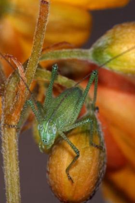 Illg_RedCreek_grasshopper.preview