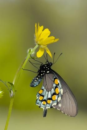 Franz_Knibbe_swallowtail
