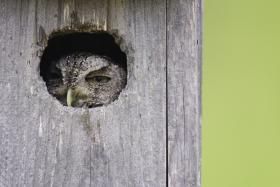 Wood_Selah_screech_owl