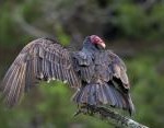 Francis_RedCor_vulture