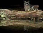 Hendricks06_rosetta_northern_raccoon