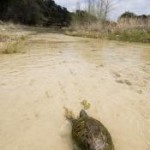 Kaehler_Stowers_turtle