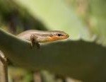 Sloat_Pipe_skink