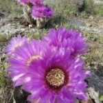 Ulrich_Peace_lace_cactus