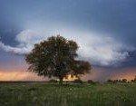 Wood_Selah_live_oak