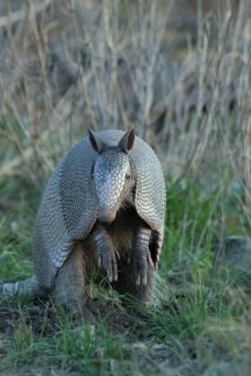 Illg_RedCreek_armadillo