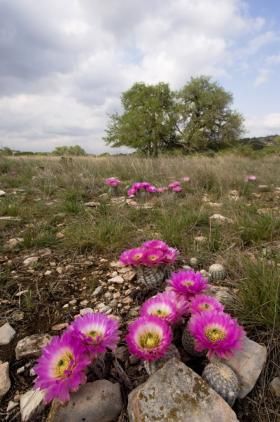 Kaehler_Stowers_cactus