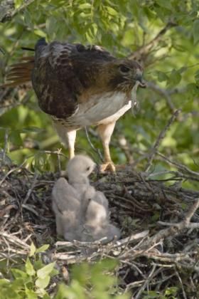 Keeler_BCNA_red-tail_hawk