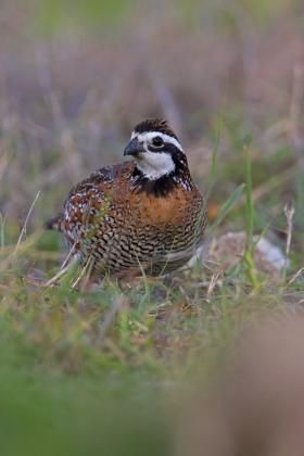 Lee06_LosMad_bobwhite