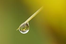 Museum_Rolf_cactus_droplet