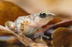Nuss_Estrel_frog